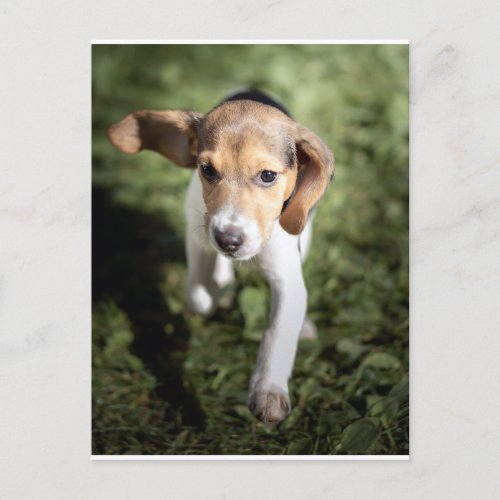 Cutest Baby Animals  Beagle Puppy Postcard