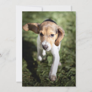 Cutest Baby Animals Beagle Puppy Thank You Card