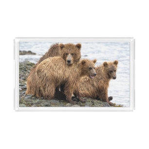Cutest Baby Animals   Bear & Cubs Acrylic Tray
