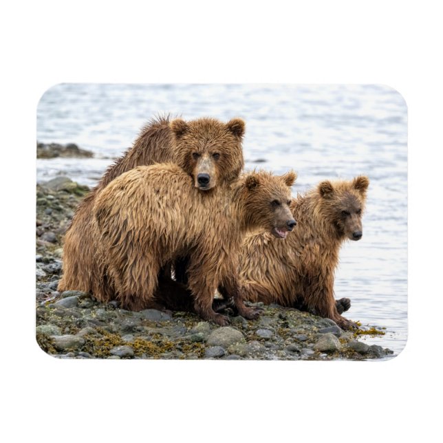 Cutest Baby Animals | Bear & Cubs Magnet (Horizontal)