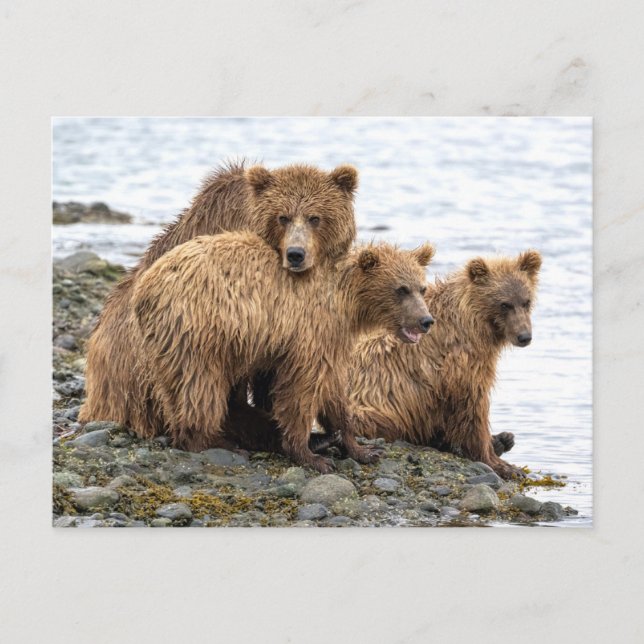 Cutest Baby Animals | Bear & Cubs Postcard (Front)