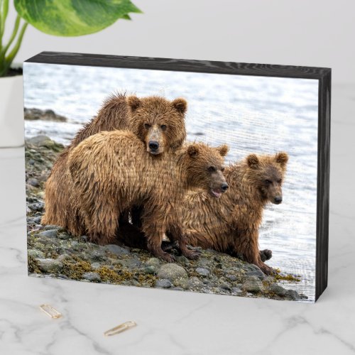 Cutest Baby Animals  Bear  Cubs Wooden Box Sign