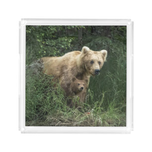 Cutest Baby Animals   Bear Mama Bear & Her Cubs Acrylic Tray