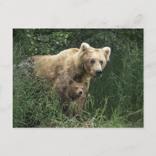 Cutest Baby Animals  Bear Mama Bear  Her Cubs Postcard