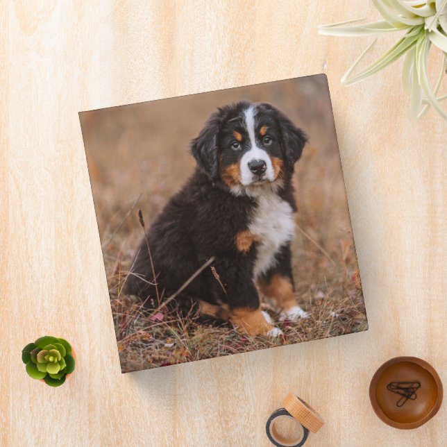 Cutest Baby Animals | Bernese Mountain Dog 3 Ring Binder (In Situ)