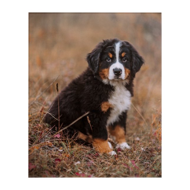 Cutest Baby Animals | Bernese Mountain Dog Acrylic Print (Front)