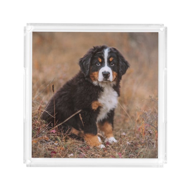 Cutest Baby Animals | Bernese Mountain Dog Acrylic Tray (Front)