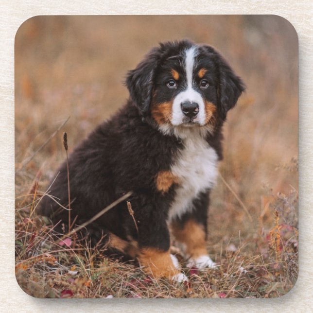 Cutest Baby Animals | Bernese Mountain Dog Beverage Coaster (Front)