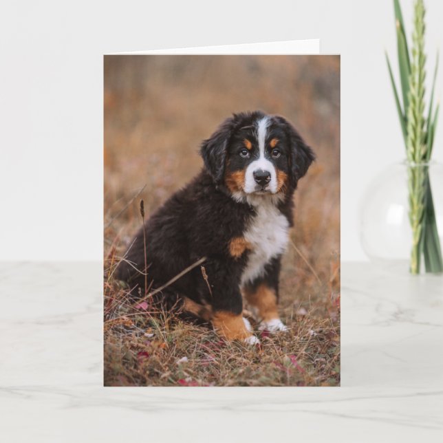 Cutest Baby Animals | Bernese Mountain Dog Card (Front)