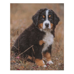 Cutest Baby Animals | Bernese Mountain Dog Faux Canvas Print