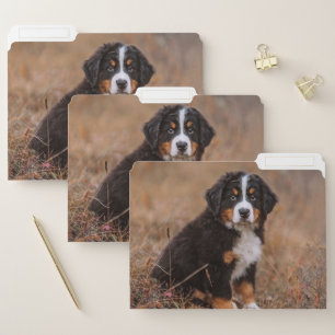 Cutest Baby Animals   Bernese Mountain Dog File Folder