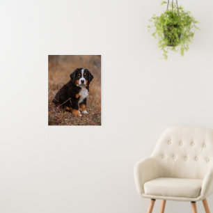 Cutest Baby Animals   Bernese Mountain Dog Foam Board
