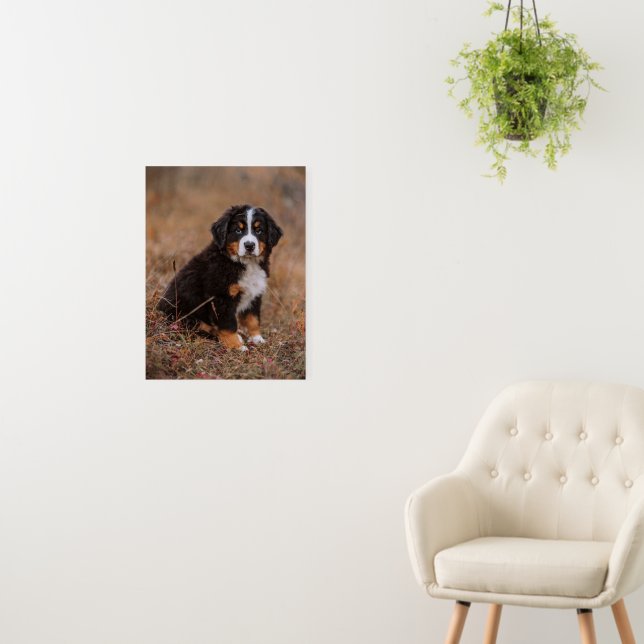Cutest Baby Animals | Bernese Mountain Dog Foam Board (In Situ (Wall))