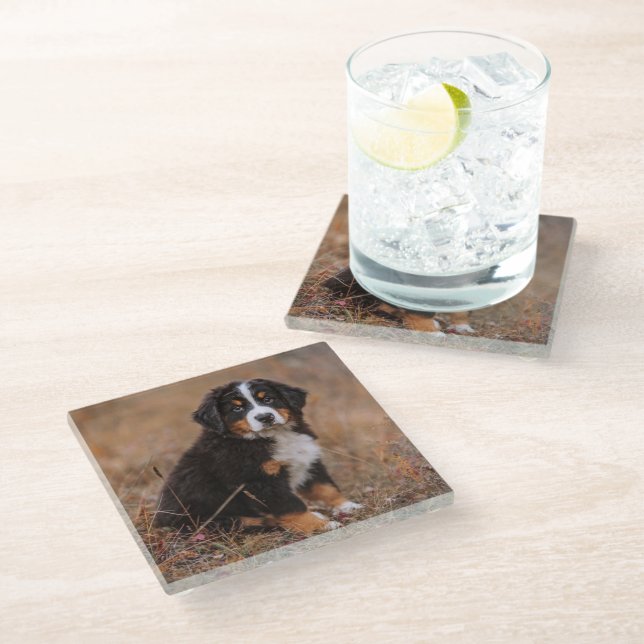 Cutest Baby Animals | Bernese Mountain Dog Glass Coaster (Angled)