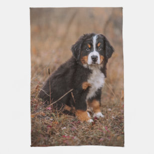 https://rlv.zcache.com/cutest_baby_animals_bernese_mountain_dog_kitchen_towel-r40233b49b12842e9930e2dca21dbd1f7_2cf6l_8byvr_307.jpg