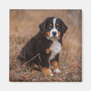 Cutest Baby Animals Bernese Mountain Dog Magnet