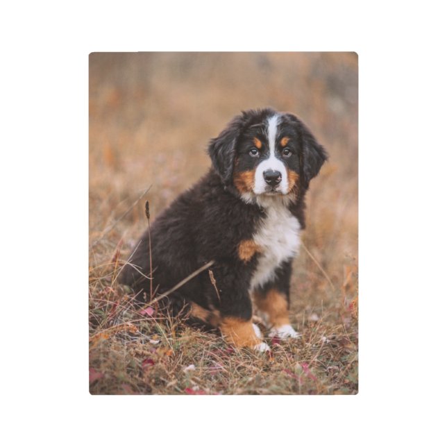 Cutest Baby Animals | Bernese Mountain Dog Metal Print (Front)
