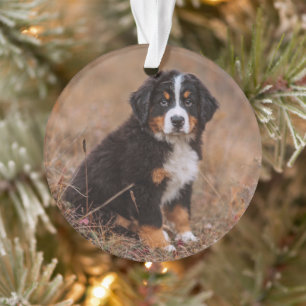 Cutest Baby Animals   Bernese Mountain Dog Ornament