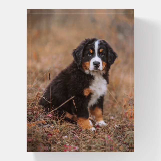 Cutest Baby Animals | Bernese Mountain Dog Paperweight (Vertical)