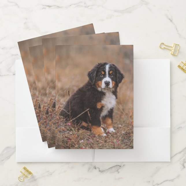 Cutest Baby Animals | Bernese Mountain Dog Pocket Folder (In Situ)