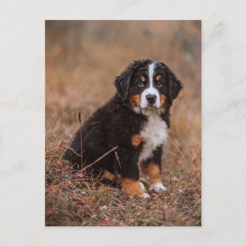 Cutest Baby Animals  Bernese Mountain Dog Postcard