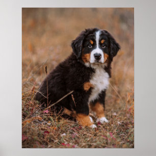 Cutest Baby Animals Bernese Mountain Dog Poster