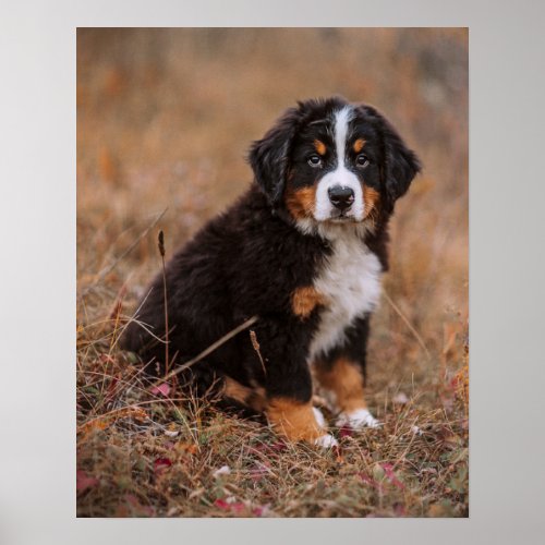 Cutest Baby Animals  Bernese Mountain Dog Poster
