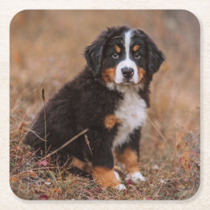 Cutest Baby Animals   Bernese Mountain Dog Square Paper Coaster