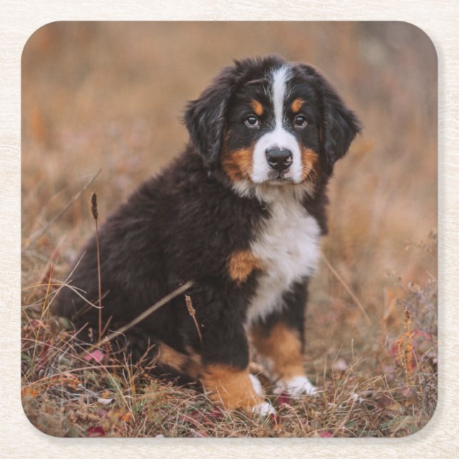 Cutest Baby Animals | Bernese Mountain Dog Square Paper Coaster (Front)