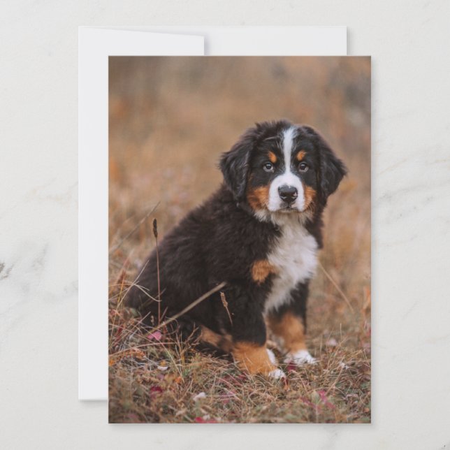 Cutest Baby Animals | Bernese Mountain Dog Thank You Card (Front)
