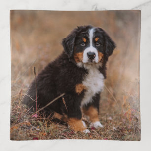 Cutest Baby Animals   Bernese Mountain Dog Trinket Tray