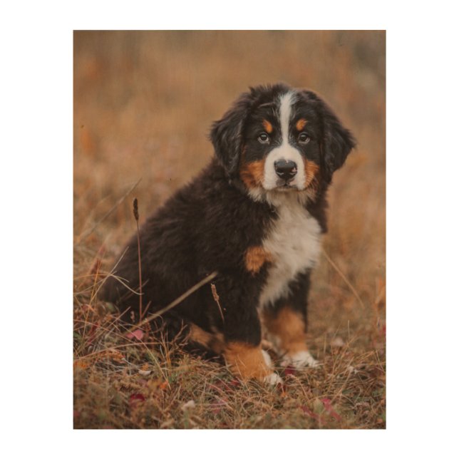 Cutest Baby Animals | Bernese Mountain Dog Wood Wall Art (Front)