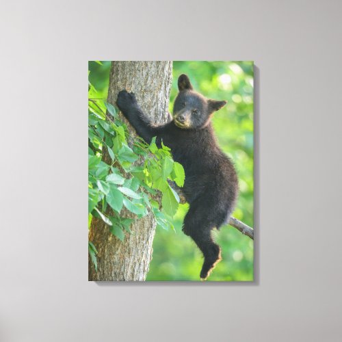 Cutest Baby Animals  Black Bear Cub Canvas Print