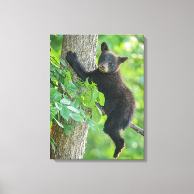 Cutest Baby Animals | Black Bear Cub Canvas Print (Front)
