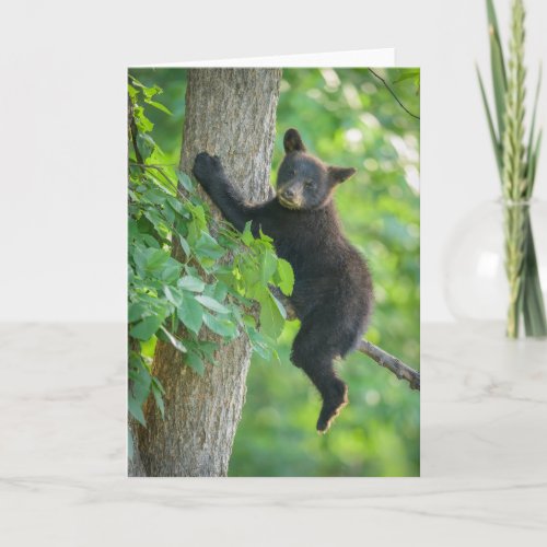 Cutest Baby Animals  Black Bear Cub Card