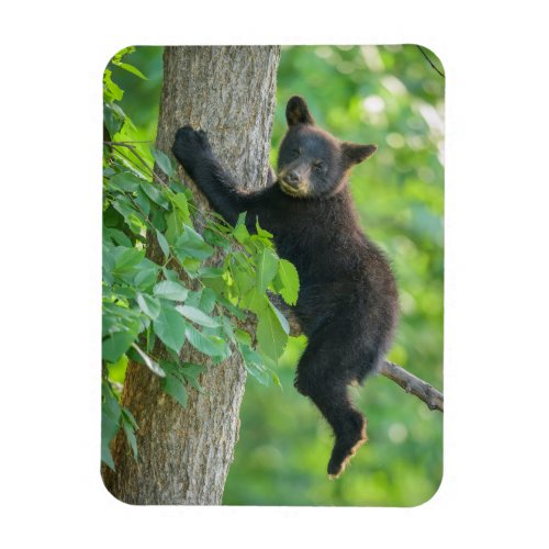 Cutest Baby Animals  Black Bear Cub Magnet