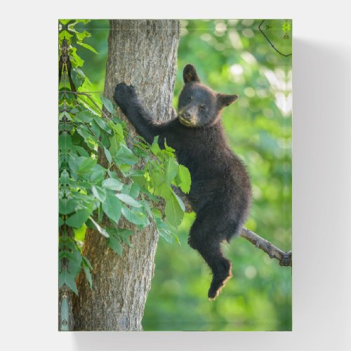 Cutest Baby Animals  Black Bear Cub Paperweight