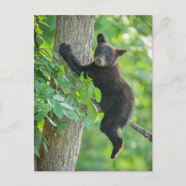 Cutest Baby Animals | Black Bear Cub Postcard (Front)