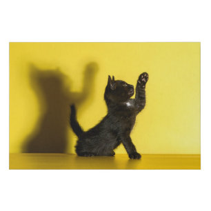 Cutest Baby Animals Black Cat Playing Faux Canvas Print