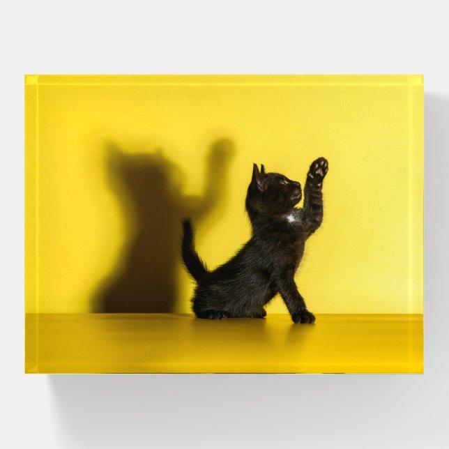 Cutest Baby Animals | Black Cat Playing Paperweight (Front)