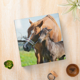Cutest Baby Animals Black Foal with Mom 3 Ring Binder