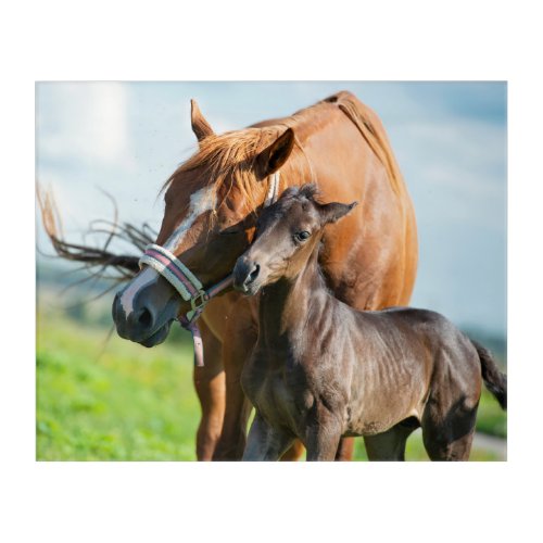 Cutest Baby Animals  Black Foal with Mom Acrylic Print