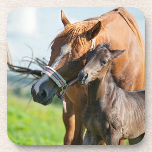 Cutest Baby Animals  Black Foal with Mom Beverage Coaster