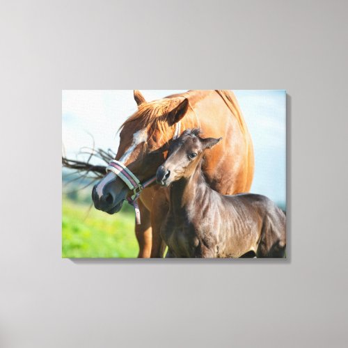 Cutest Baby Animals  Black Foal with Mom Canvas Print
