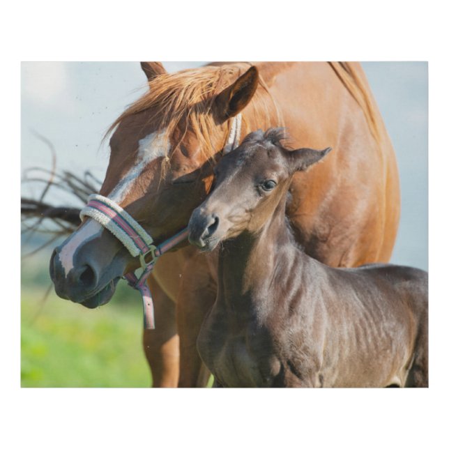 Cutest Baby Animals | Black Foal with Mom Faux Canvas Print (Front)