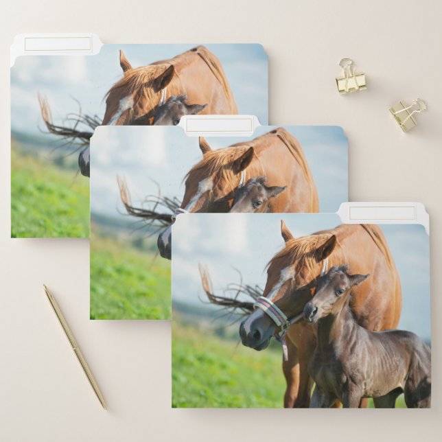 Cutest Baby Animals | Black Foal with Mom File Folder (Set)