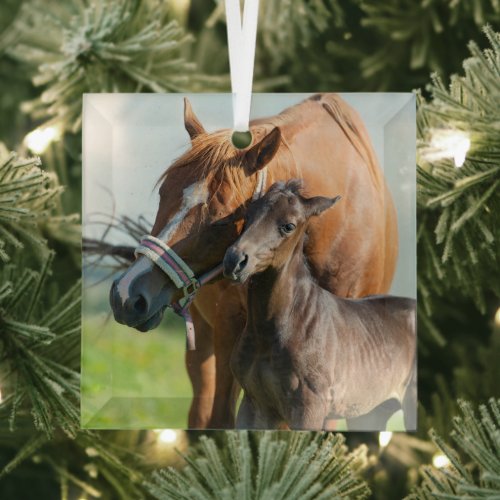 Cutest Baby Animals  Black Foal with Mom Glass Ornament