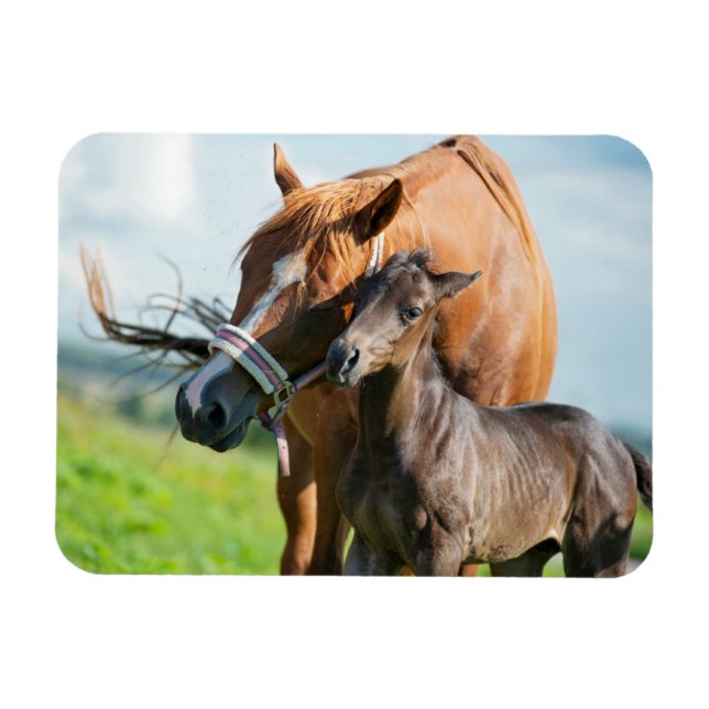 Cutest Baby Animals | Black Foal with Mom Magnet (Horizontal)