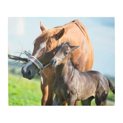 Cutest Baby Animals  Black Foal with Mom Metal Print