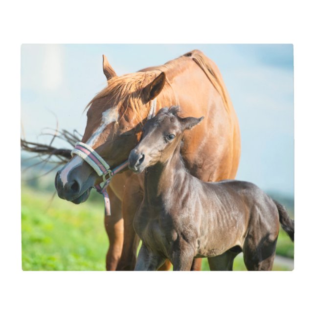 Cutest Baby Animals | Black Foal with Mom Metal Print (Front)